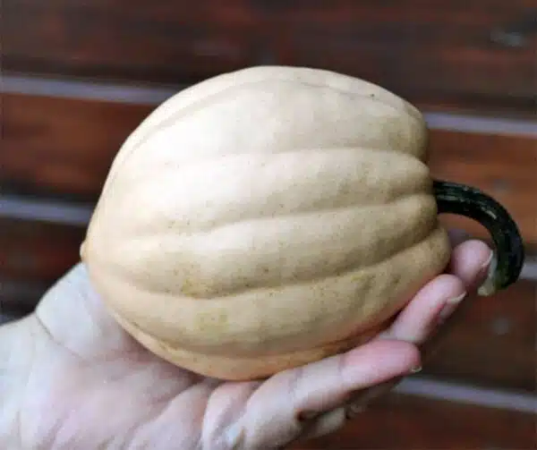 Cucurbita pepo Baked Potato F1 - Image 2