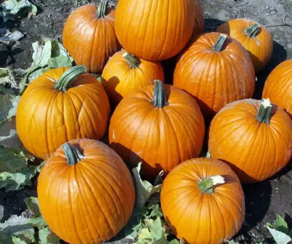 Cucurbita pepo Barile F1 PMT - Immagine 2