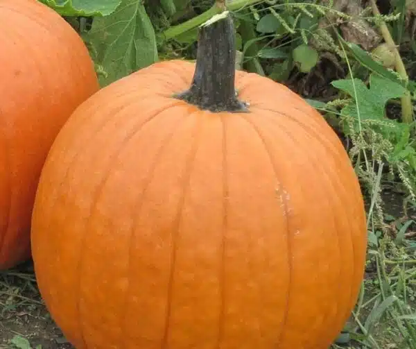 Cucurbita pepo Barile F1 PMT - Immagine 4