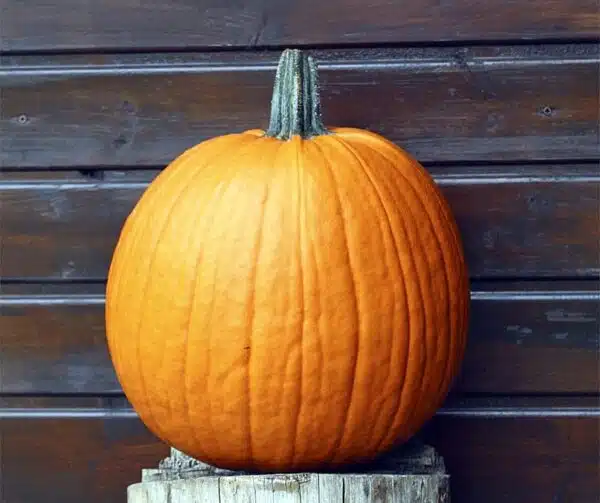Cucurbita pepo Barrel F1 PMT