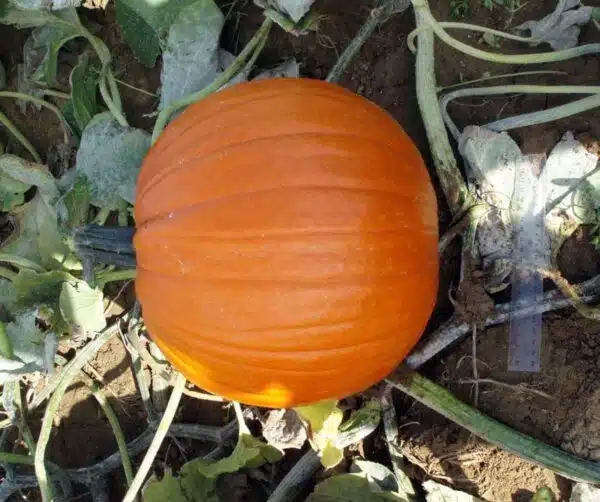 Cucurbita pepo Barile F1 PMT - Immagine 3