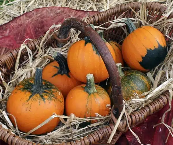 Cucurbita pepo Batwing mixture