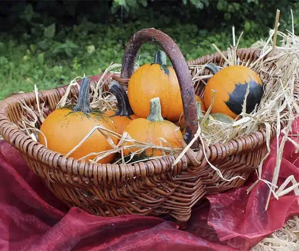 Cucurbita pepo Batwing mixture - Afbeelding 2