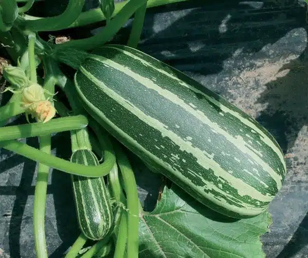 Cucurbita pepo (Zucchini) Bush Baby F1