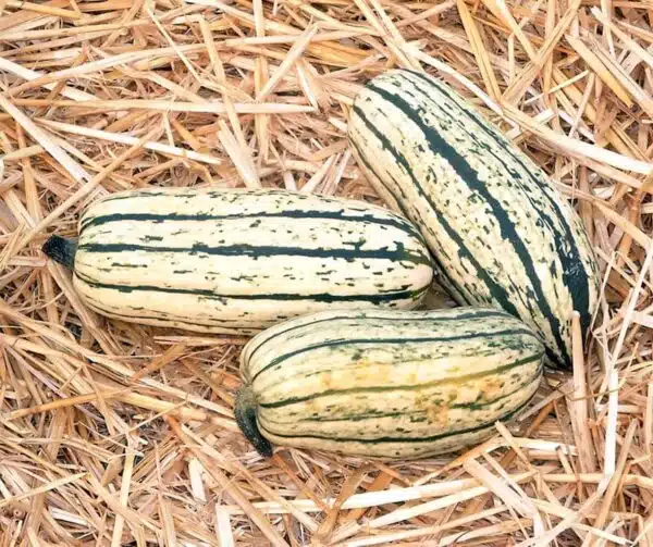 Cucurbita pepo Bush Delicata