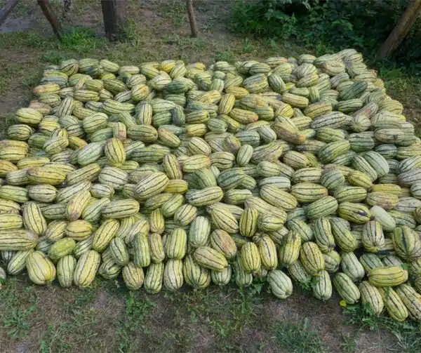 Cucurbita pepo Bush Delicata - Image 3