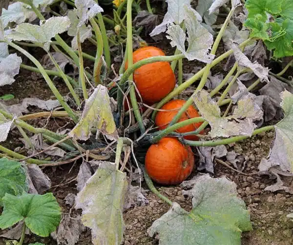 Cucurbita pepo Cannonball F1 - Afbeelding 3