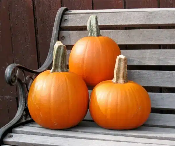 Cucurbita pepo Cannonball F1 - Afbeelding 2