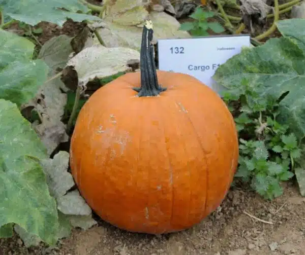Cucurbita pepo Cargo PMT F1 - Bild 3