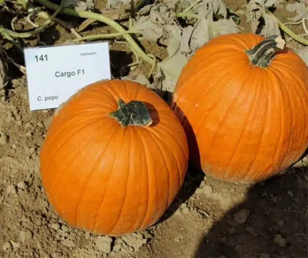 Cucurbita pepo Cargo PMT F1 - Bild 2