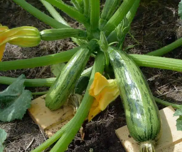 Cucurbita pepo (цукіні) Казерта
