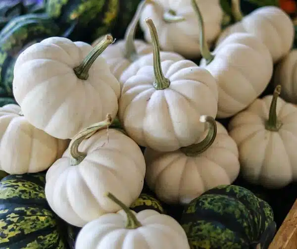 Cucurbita pepo Casperita F1 PMT - малюнак 3