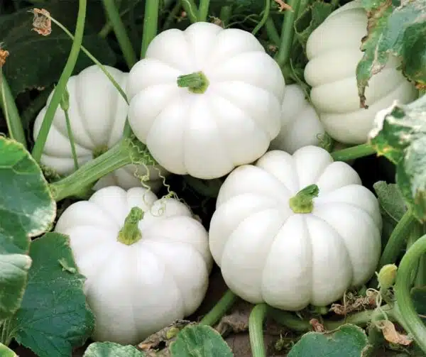 Cucurbita pepo Casperita F1 PMT - малюнак 2