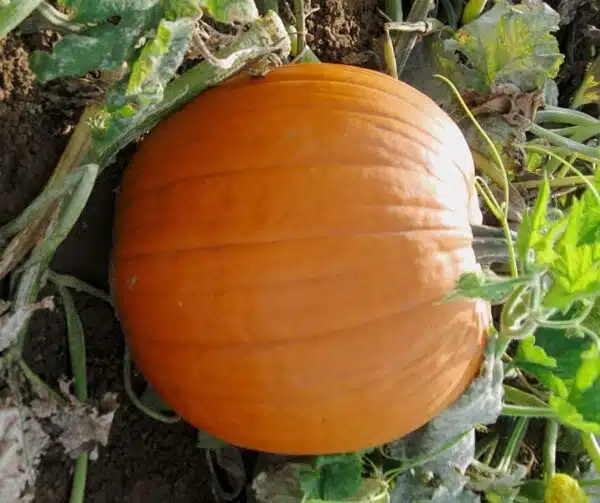 Cucurbita pepo Champion F1 - Afbeelding 2