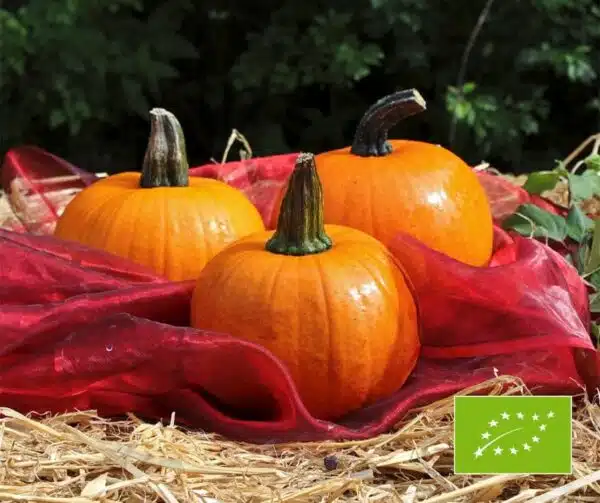 Cucurbita pepo Cinnamon Girl F1 PMT BIO