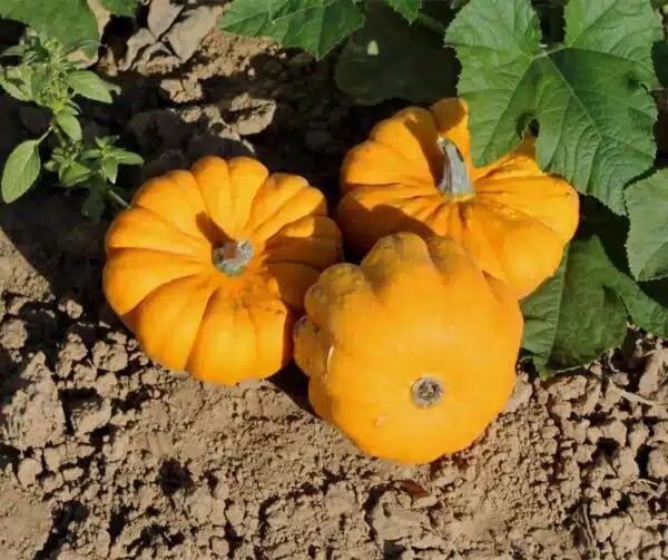 Cucurbita pepo Coronation F1 - Afbeelding 3