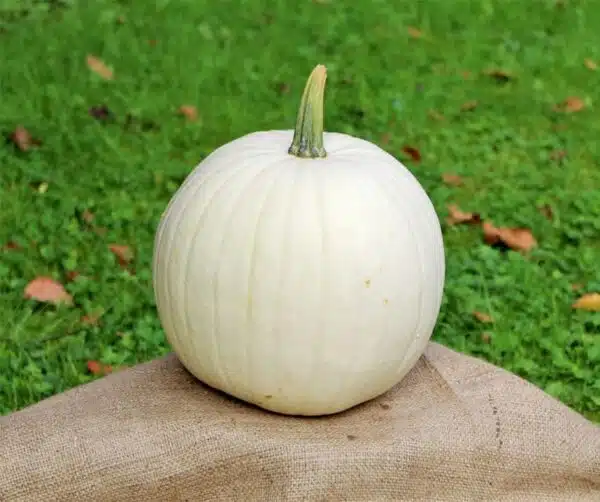 Cucurbita pepo Cotton Candy
