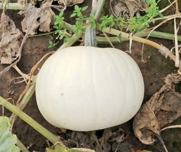Cucurbita pepo Cotton Candy - Afbeelding 2