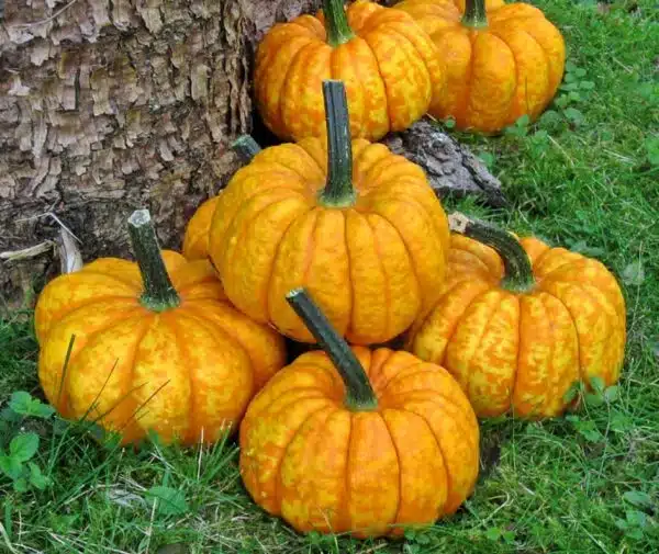 Cucurbita pepo Crunchkin F1 PMT