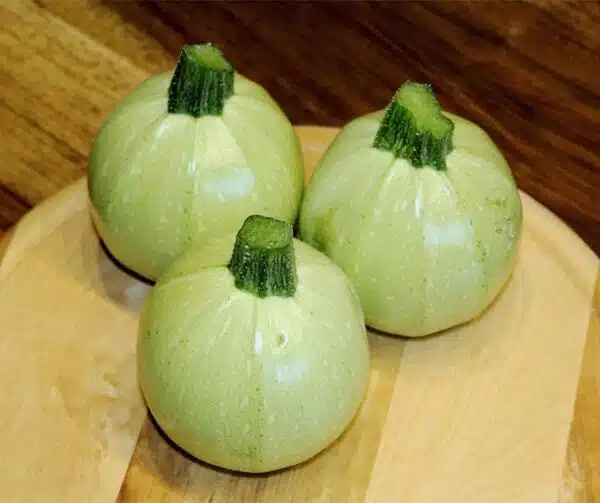 Cucurbita pepo (цукіні) Біток F1
