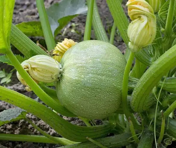 Cucurbita pepo (цукіні) біток F1 - малюнак 2
