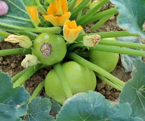 Cucurbita pepo (цукіні) біток F1 - малюнак 4