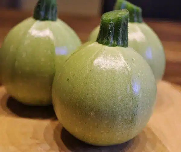 Cucurbita pepo (цукіні) біток F1 - малюнак 3
