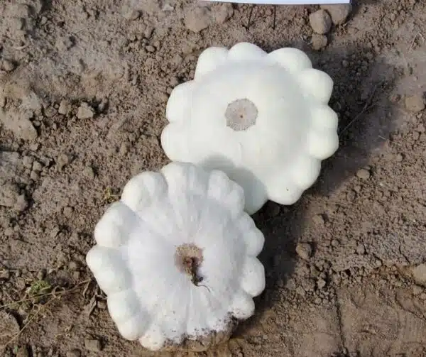 Cucurbita pepo Vaniljsås Vit - Bild 2