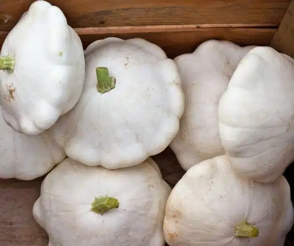 Cucurbita pepo Vit vaniljsås