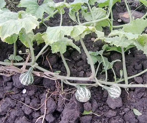 Courge dansante Cucurbita pepo - Image 2