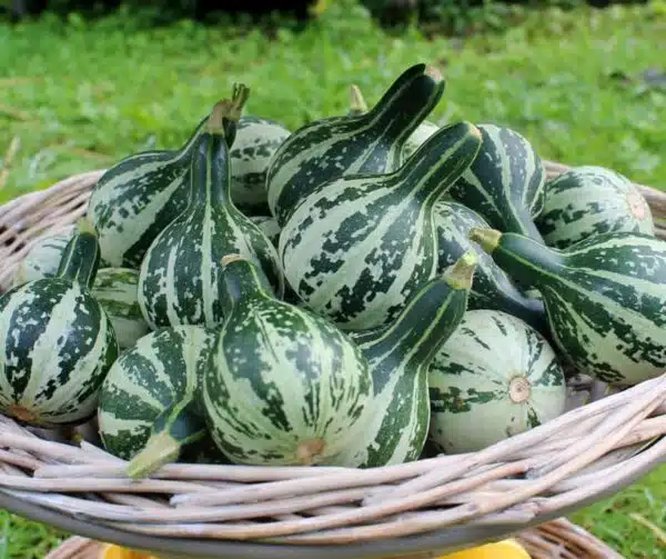 Cucurbita pepo Courge dansante