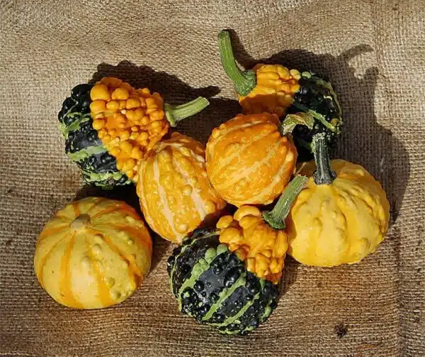 Cucurbita pepo Dandy mixture - Image 2
