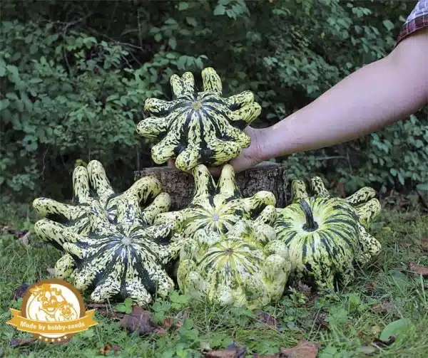 Cucurbita pepo Deimos F1 - Afbeelding 2