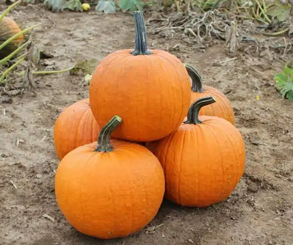 Cucurbita pepo Duchess F1 PMT - Bild 2