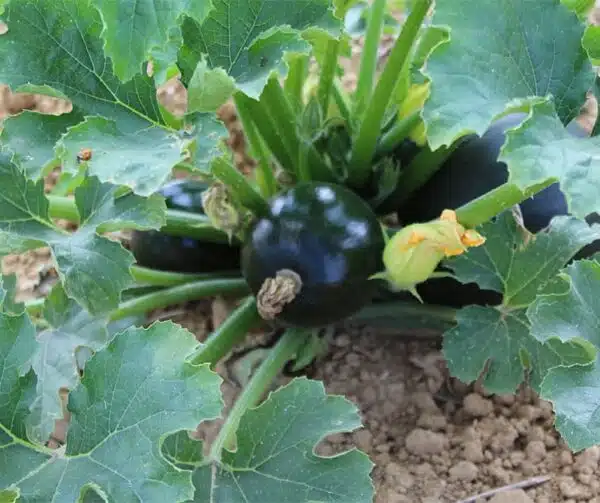 Cucurbita pepo (Zucchina) Eight Ball F1 - Immagine 4