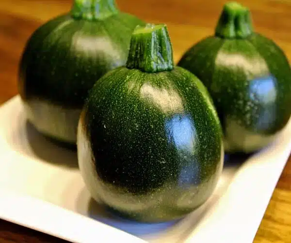 Cucurbita pepo (Zucchina) Eight Ball F1 - Immagine 3