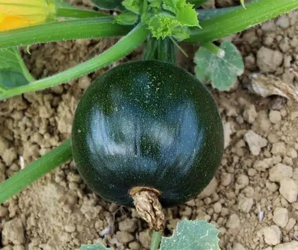 Cucurbita pepo (Zucchina) Eight Ball F1 - Immagine 2