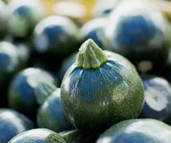 Cucurbita pepo (Zucchine) Palla Otto F1