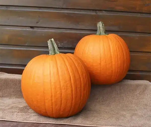 Cucurbita pepo Eros F1 PMT