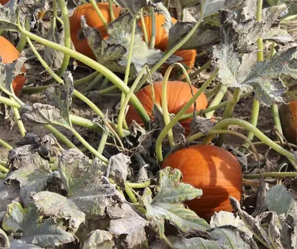 Cucurbita pepo Eros F1 PMT - Afbeelding 4