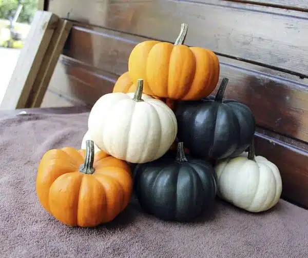 Cucurbita pepo Favorita mixture F1 PMT - Afbeelding 2