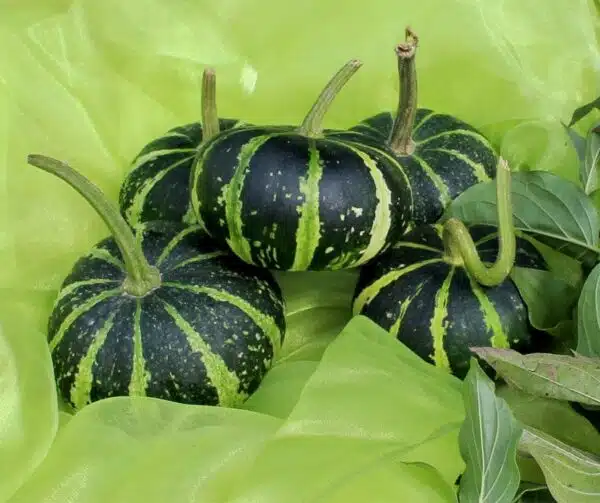 Cucurbita pepo Flatstrimmig - Bild 2