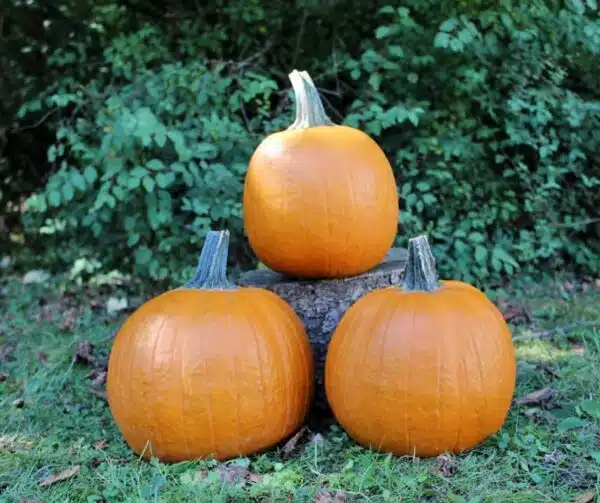 Cucurbita pepo Flynn F1 - Afbeelding 4
