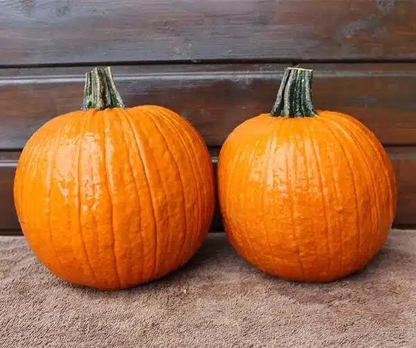 Cucurbita pepo Flynn F1 - Afbeelding 3