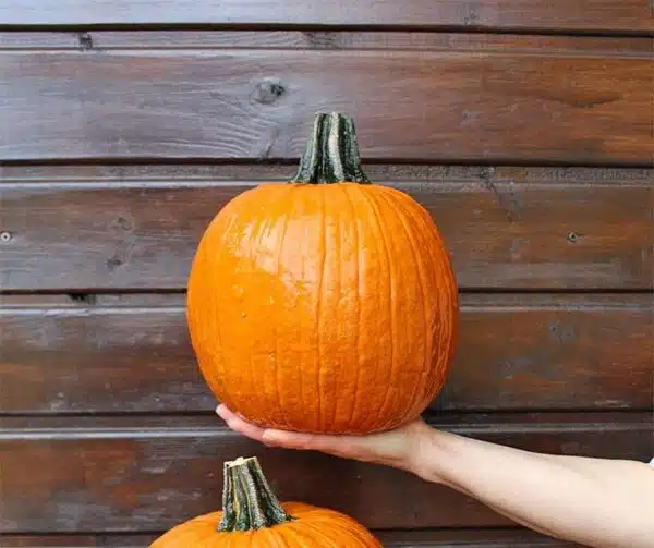 Cucurbita pepo Flynn F1 - Afbeelding 2