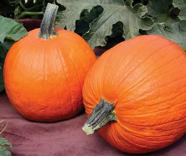 Cucurbita pepo Flynn F1