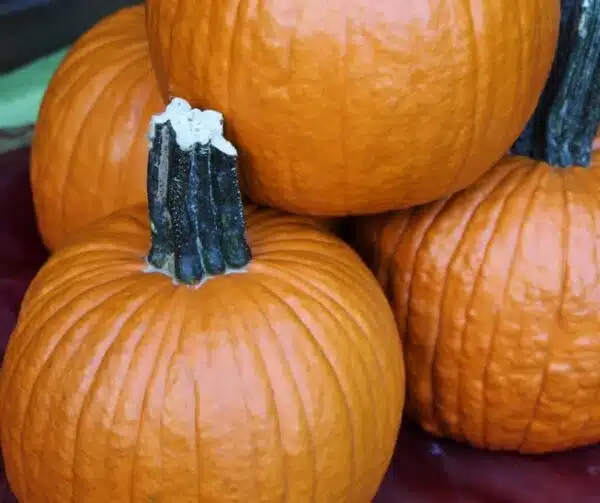 Cucurbita pepo Fort Knox F1 PMT - Afbeelding 2