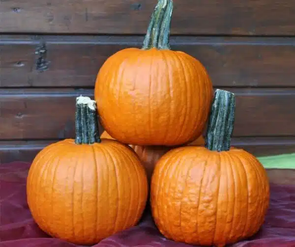 Cucurbita pepo Fort Knox F1 PMT