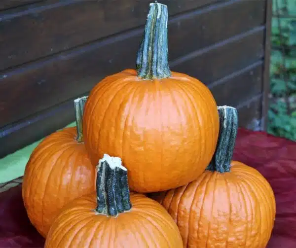 Cucurbita pepo Fort Knox F1 PMT - Afbeelding 3