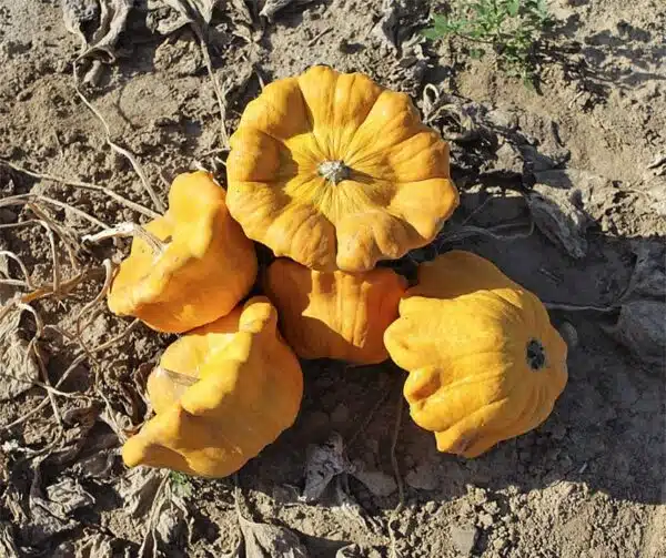 Cucurbita pepo Yellow English Custard - Image 3